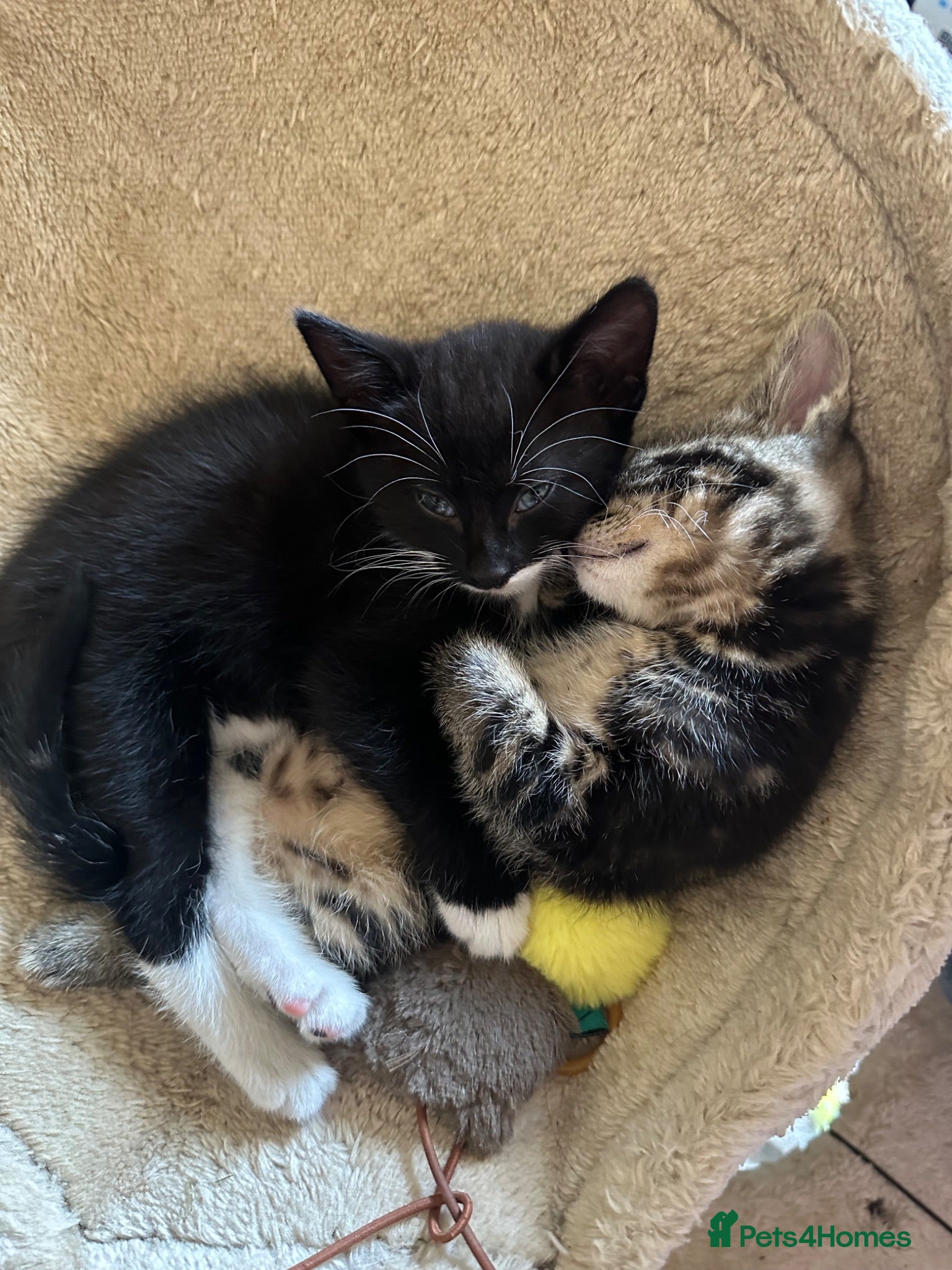 Mixed Breed cats Lovable kittens ready for their new home  - Advert 17