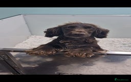 Cockapoo dogs for sale: Beautiful Cocka Poo Puppies  - Image 7