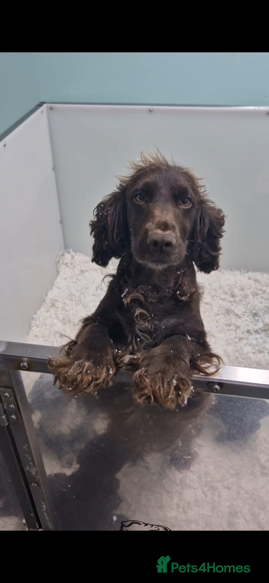 Cockapoo dogs for sale: Beautiful Cocka Poo Puppies  - Image 7