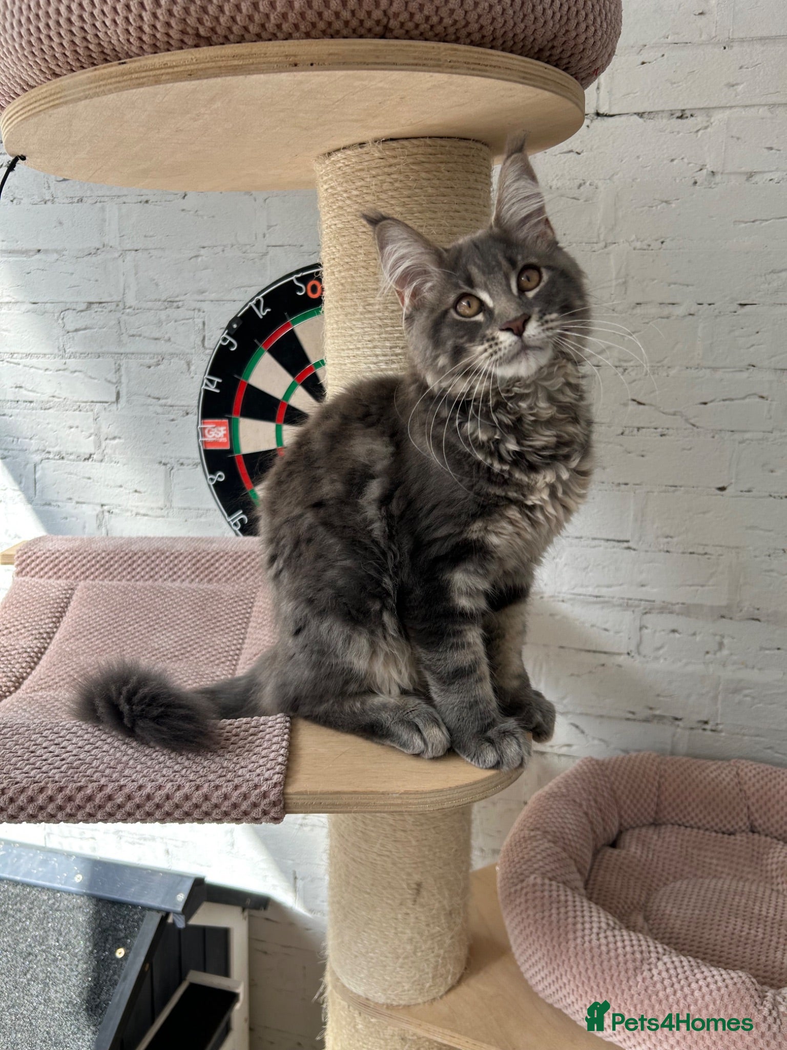 Maine Coon cats TICA Maine Coon Girls Ready Now DNA clear  - Advert 1