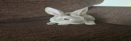 Mixed Breed rabbits for sale: Wee Rabbits in Ballymena - Advert 7