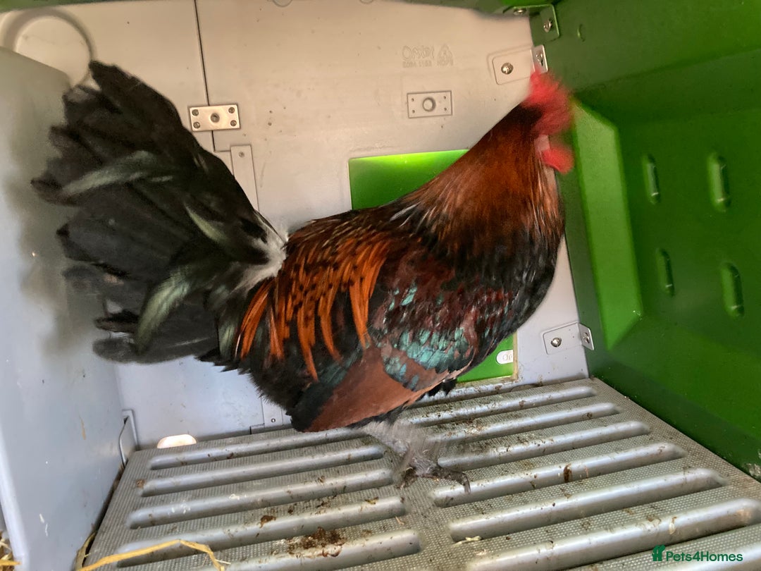 Chickens poultry for sale: Cockerel  - Advert 4