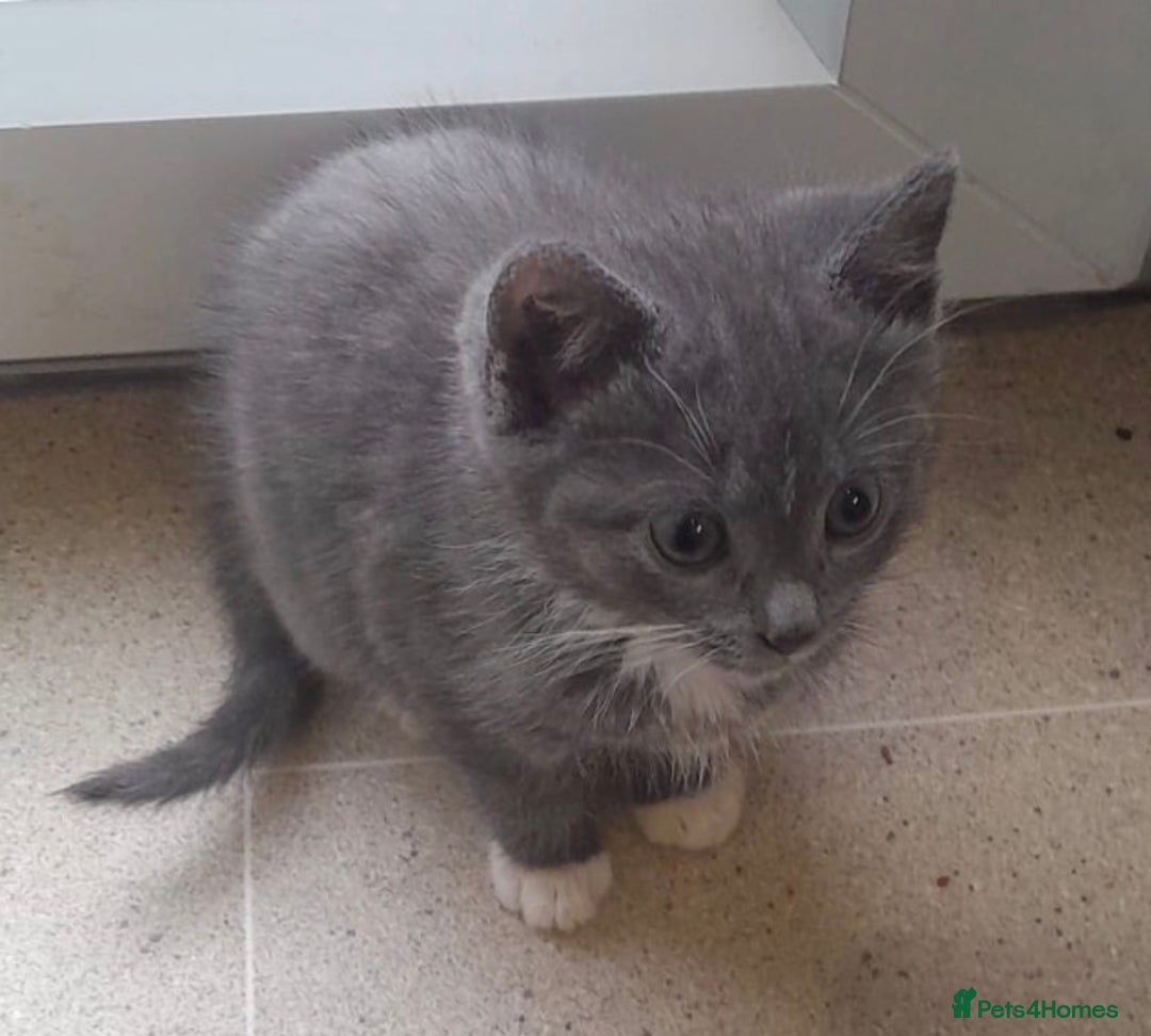 Mixed Breed cats for sale: 2 adorable female kittens  - Advert 1