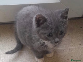 Mixed Breed cats 2 adorable female kittens - Advert 1