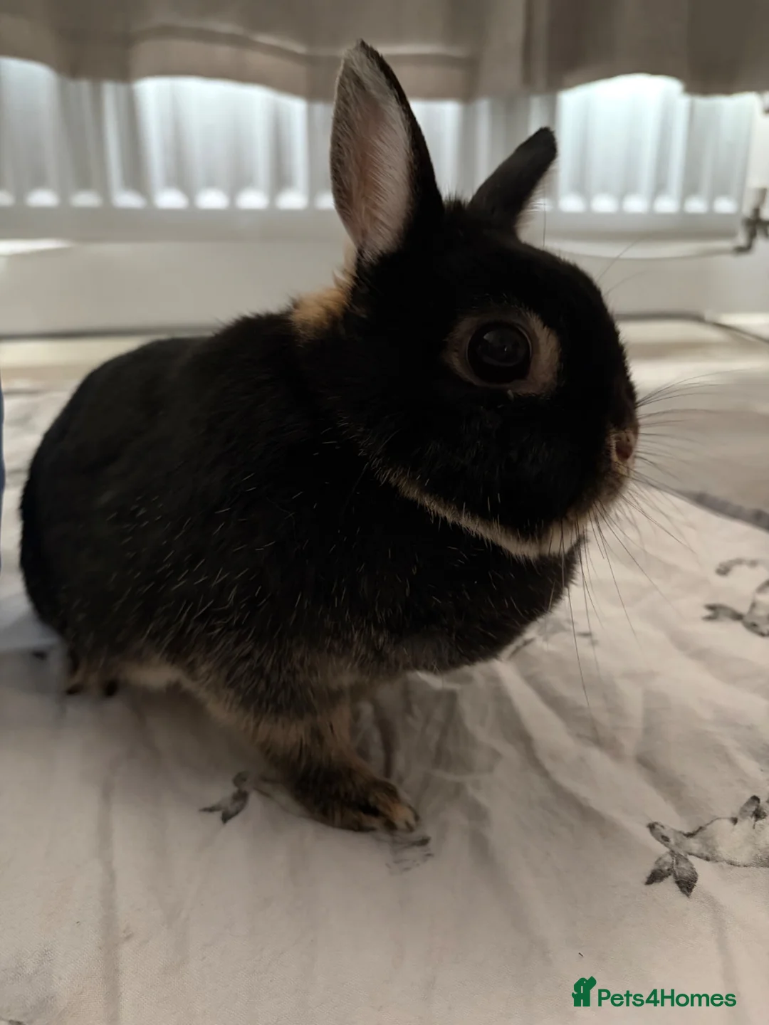 Netherland Dwarf rabbits for sale: Foster Bunny looking for forever home in Arundel - Advert 2