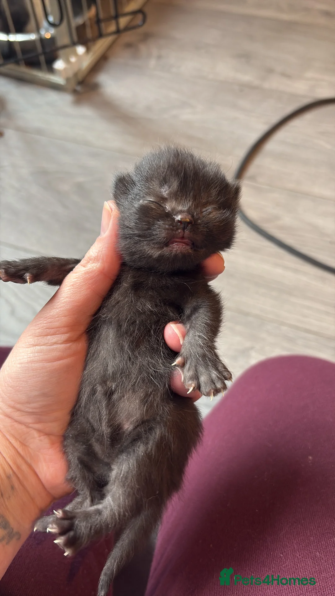 British Shorthair cats for sale: British shorthair kittens - Advert 5