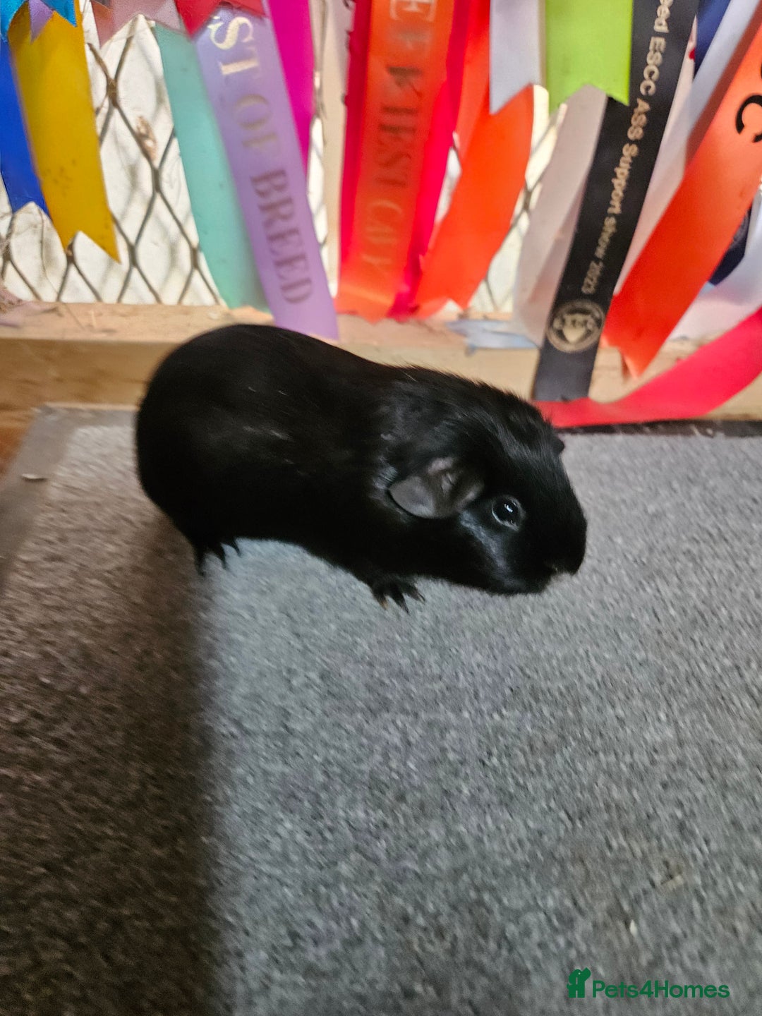 Guinea Pig rodents for sale: Baby boy guinea pigs £40 pair - Image 9