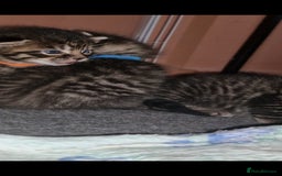 Maine Coon cats for sale: Maine coon cross munchkin kittens for sale in Cramlington - Image 21