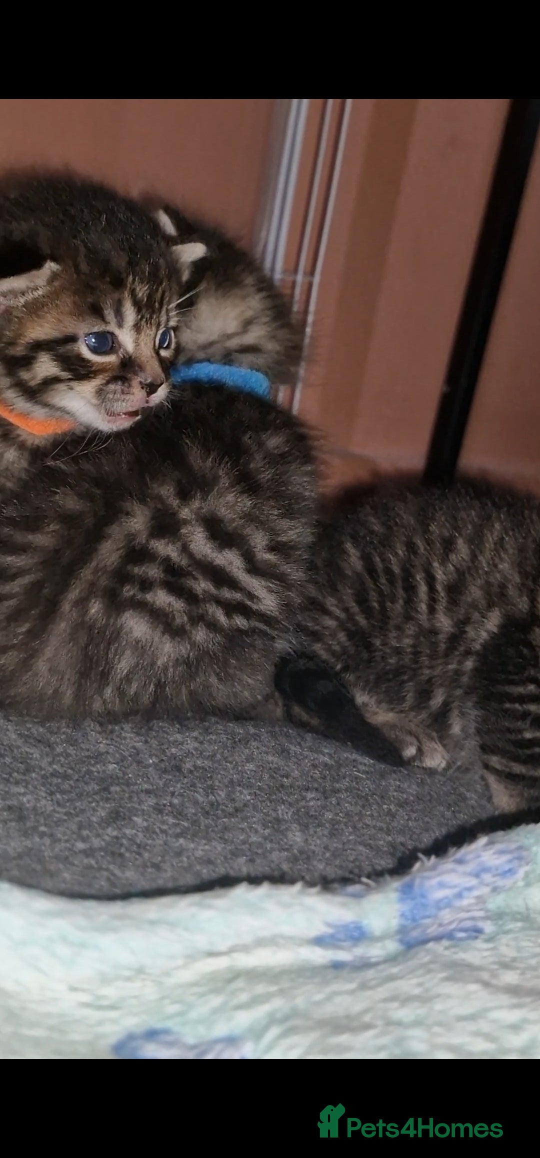 Maine Coon cats for sale: Maine coon cross munchkin kittens for sale in Cramlington - Image 21