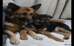 German Shepherd dogs for sale: German shepherd  - Image 3