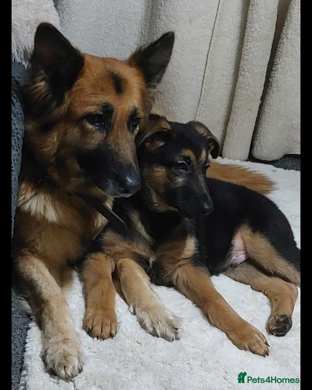 German Shepherd dogs for sale: German shepherd  - Image 3