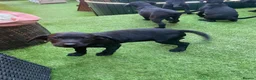 Labrador Retriever dogs for sale: DRAKESHEAD LABRADOR RETRIEVER - Advert 8