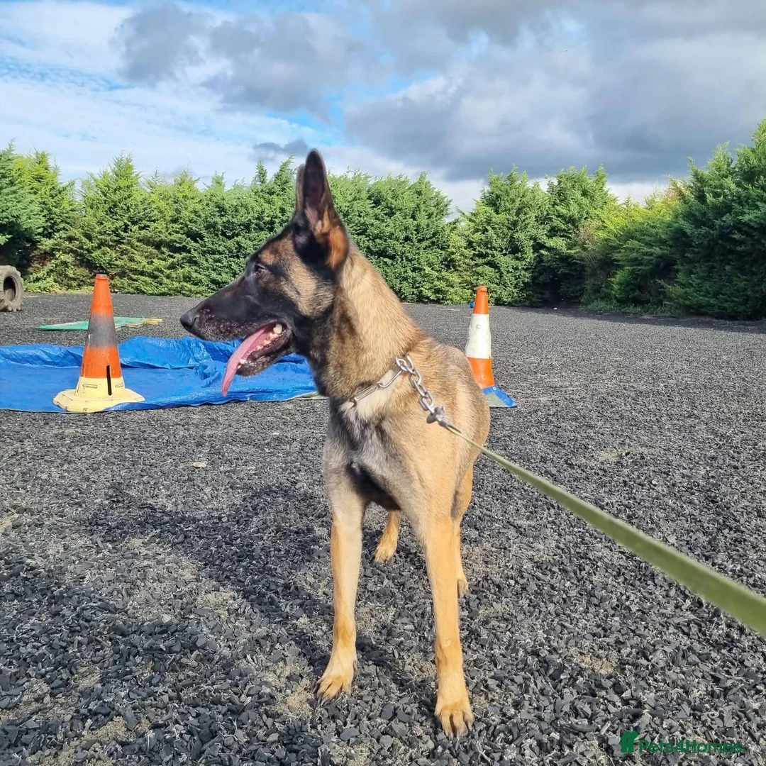 Belgian Shepherd Dog dogs for adoption: HALLIE - Advert 2
