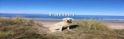 Golden Retriever dogs for sale: Golden Retrievers Seeking Forever Homes - Advert 4