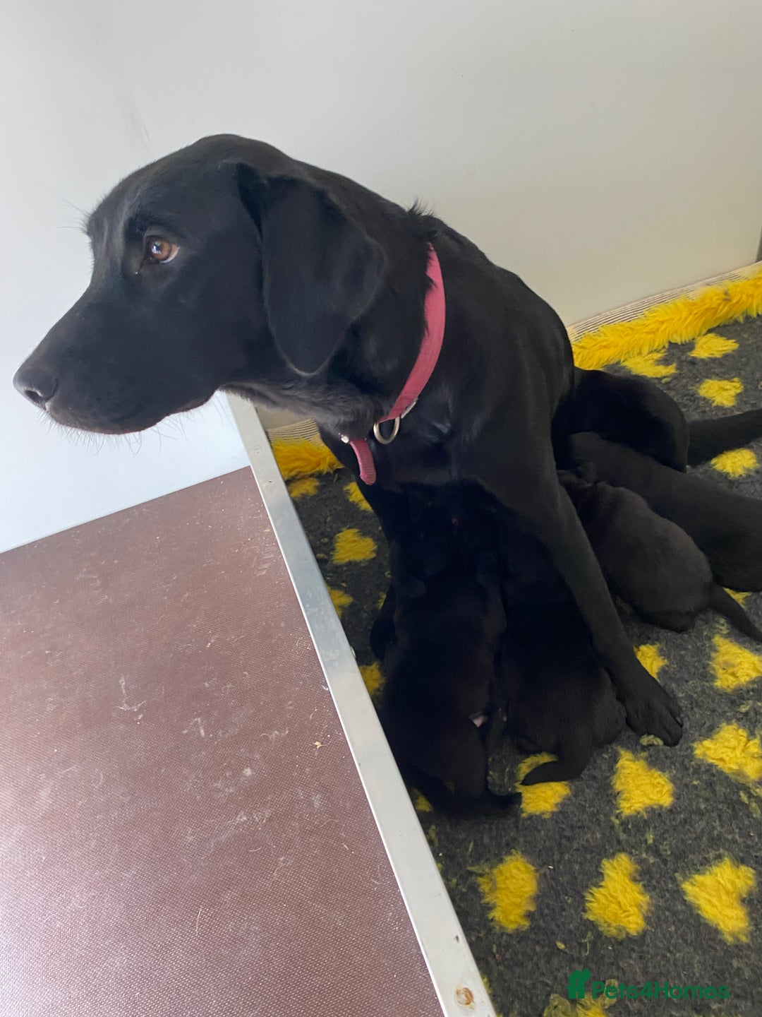 Labrador Retriever dogs for sale: Black Labrador puppies  - Image 15