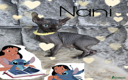 Sphynx cats for sale: 💙LITTLE BOY🩵Sphynx Kitten🩵TESTED 🐈  - Image 13