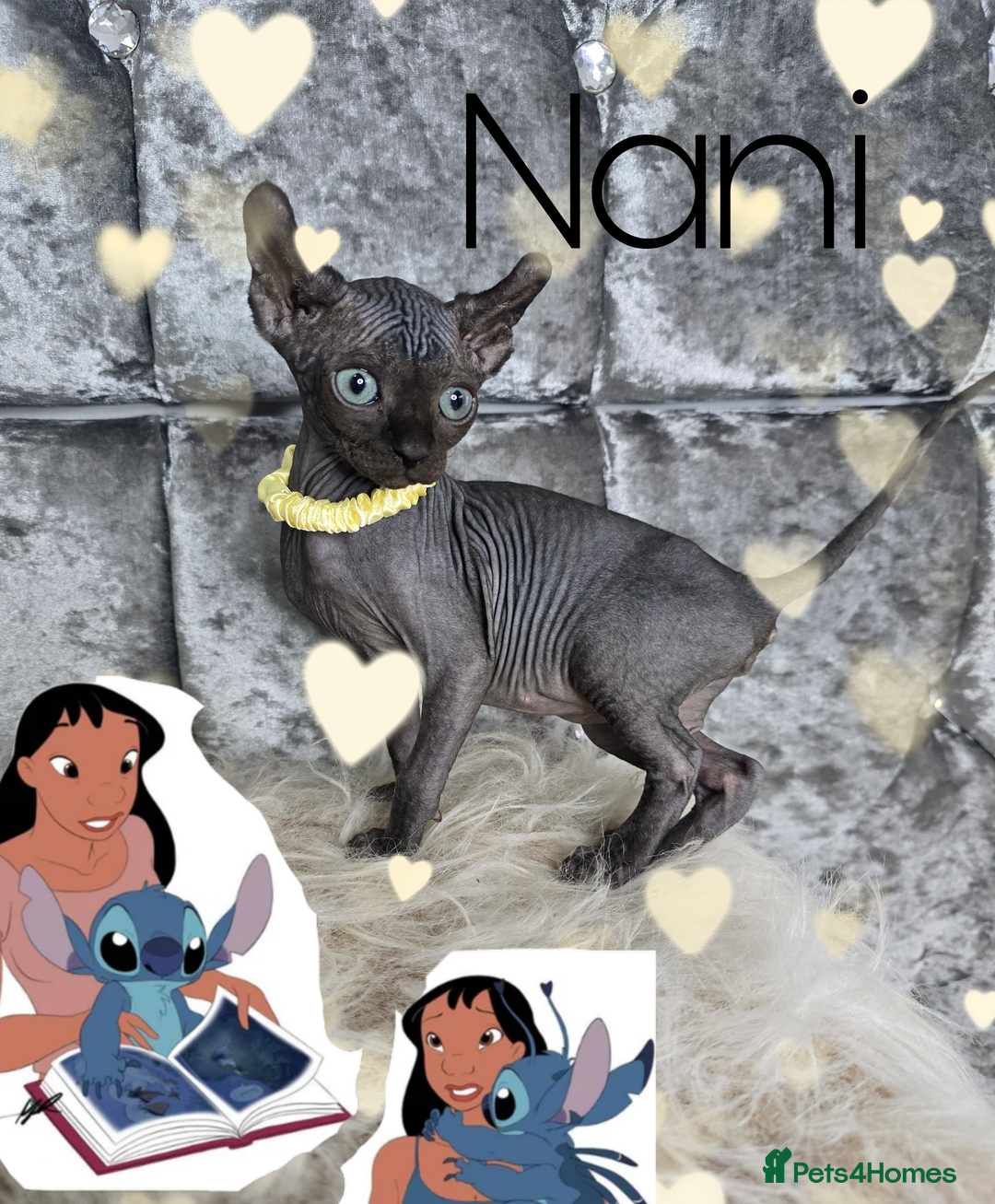 Sphynx cats for sale: 💙LITTLE BOY🩵Sphynx Kitten🩵TESTED 🐈  - Image 13