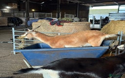 Goats livestock for sale: Nanny goat  - Image 3