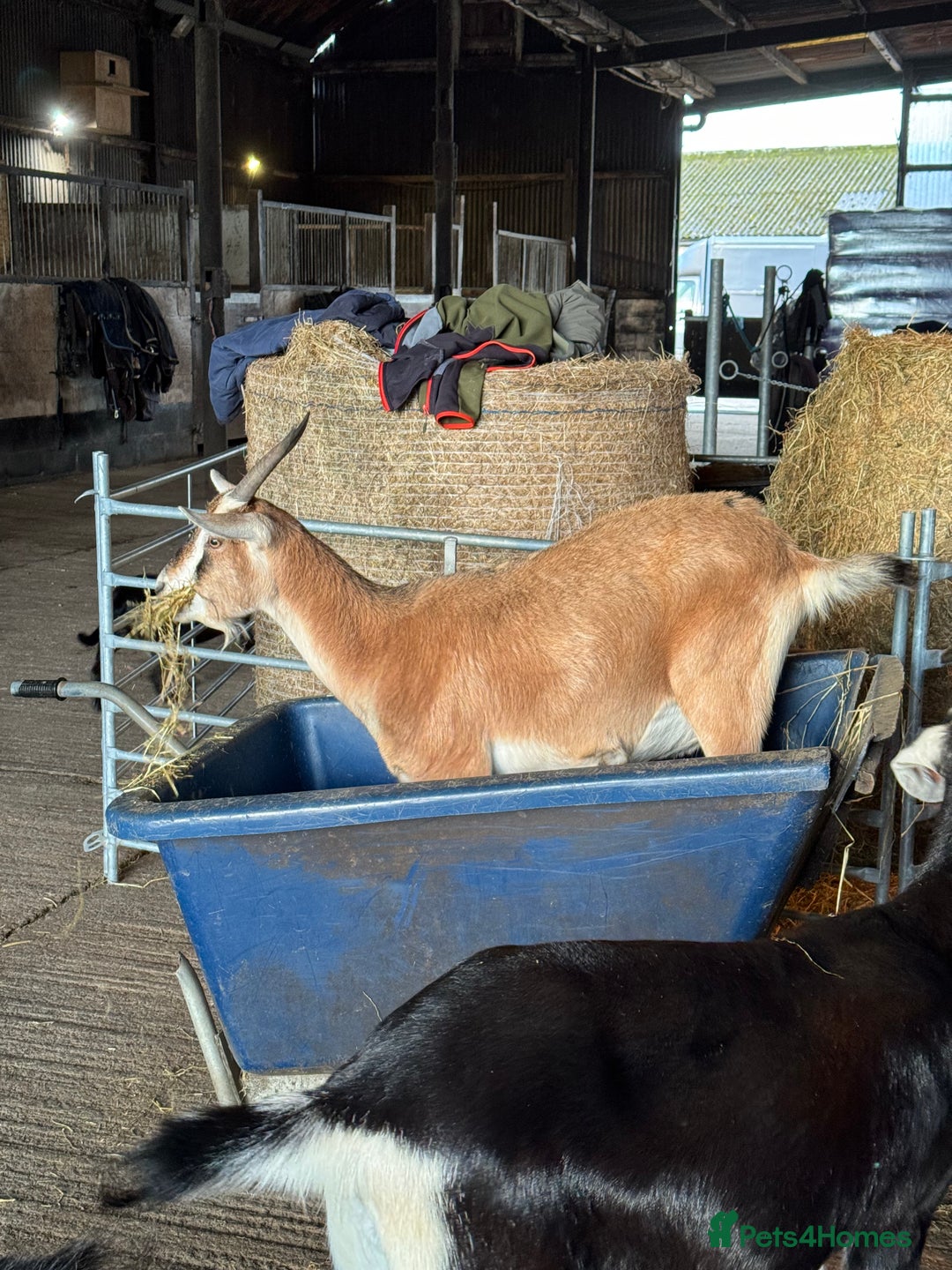 Goats livestock for sale: Nanny goat  - Image 3