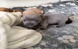 Staffordshire Bull Terrier dogs for sale: Staffordshire Bull Terrier Puppies – Rare colours - Image 6