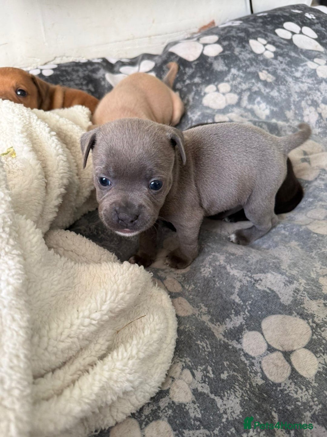 Staffordshire Bull Terrier dogs for sale: Staffordshire Bull Terrier Puppies – Rare colours - Image 6