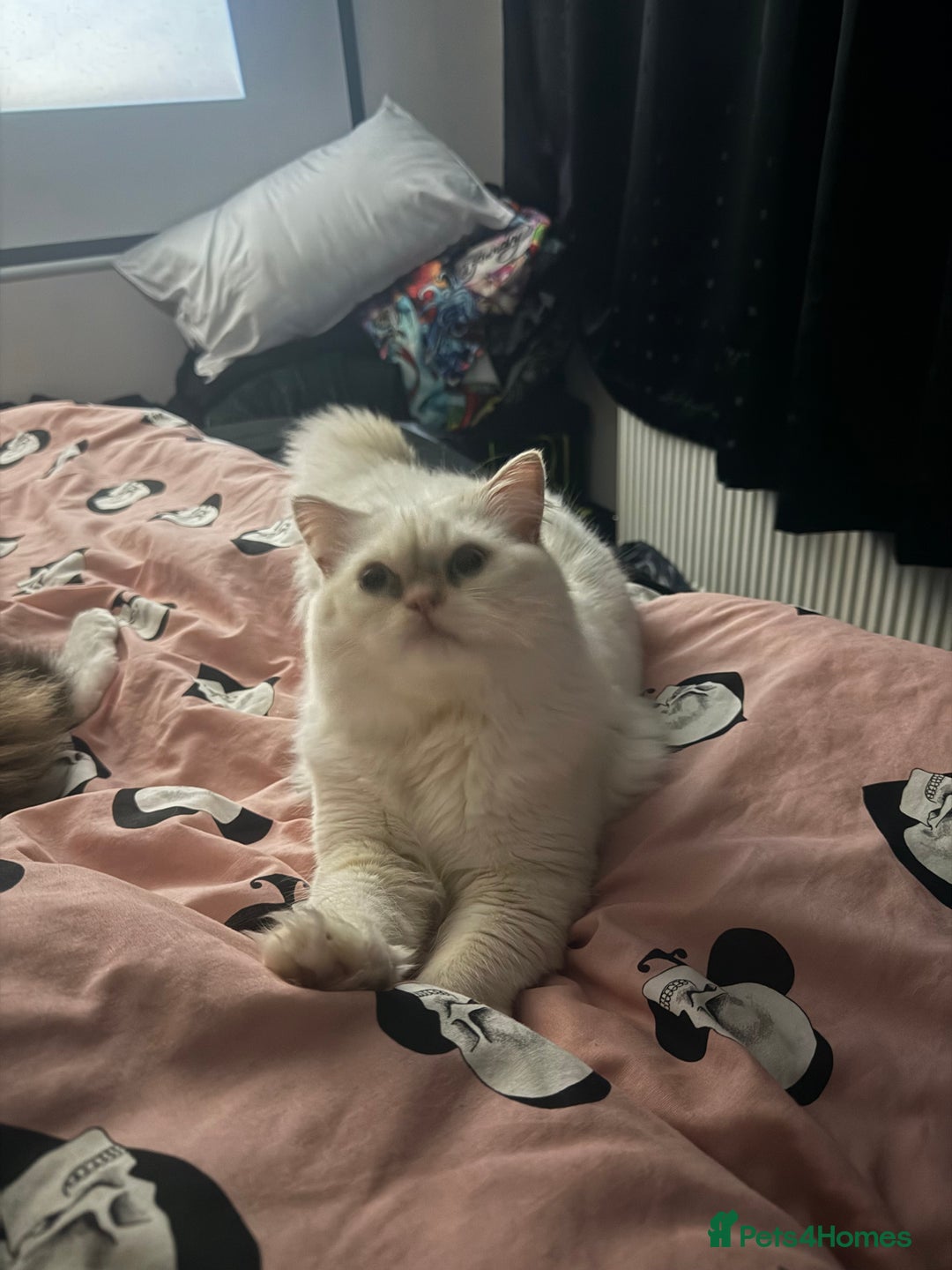 Persian cats for sale: White male Persian kitten  - Image 6