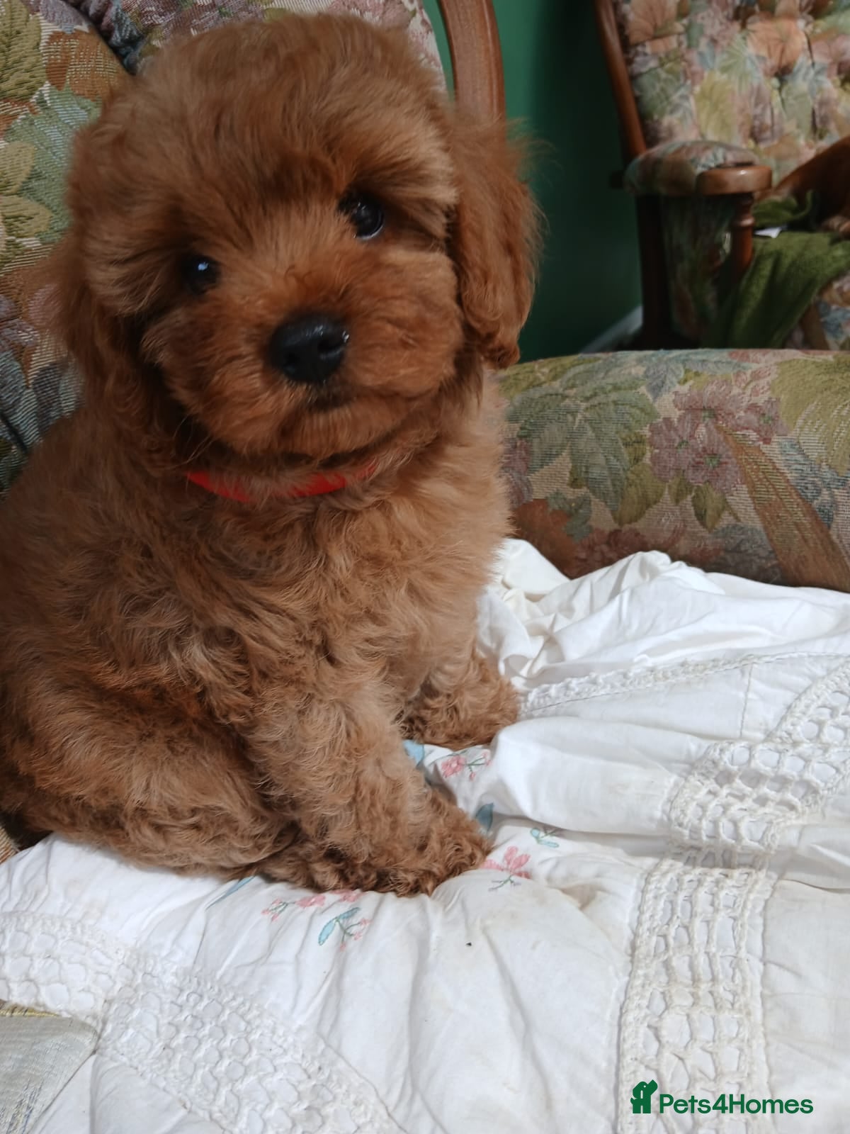 Cavapoo dogs Cavapoo puppies for sale - Advert 1