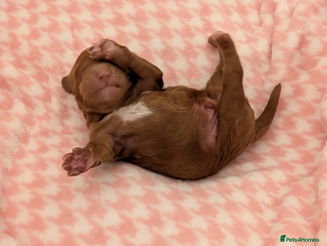 Cockapoo dogs for sale: Beautiful F1 Black Cockapoo puppy for sale - Advert 16