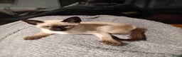 Siamese cats for sale: Traditional seal point boy kitten - Advert 2