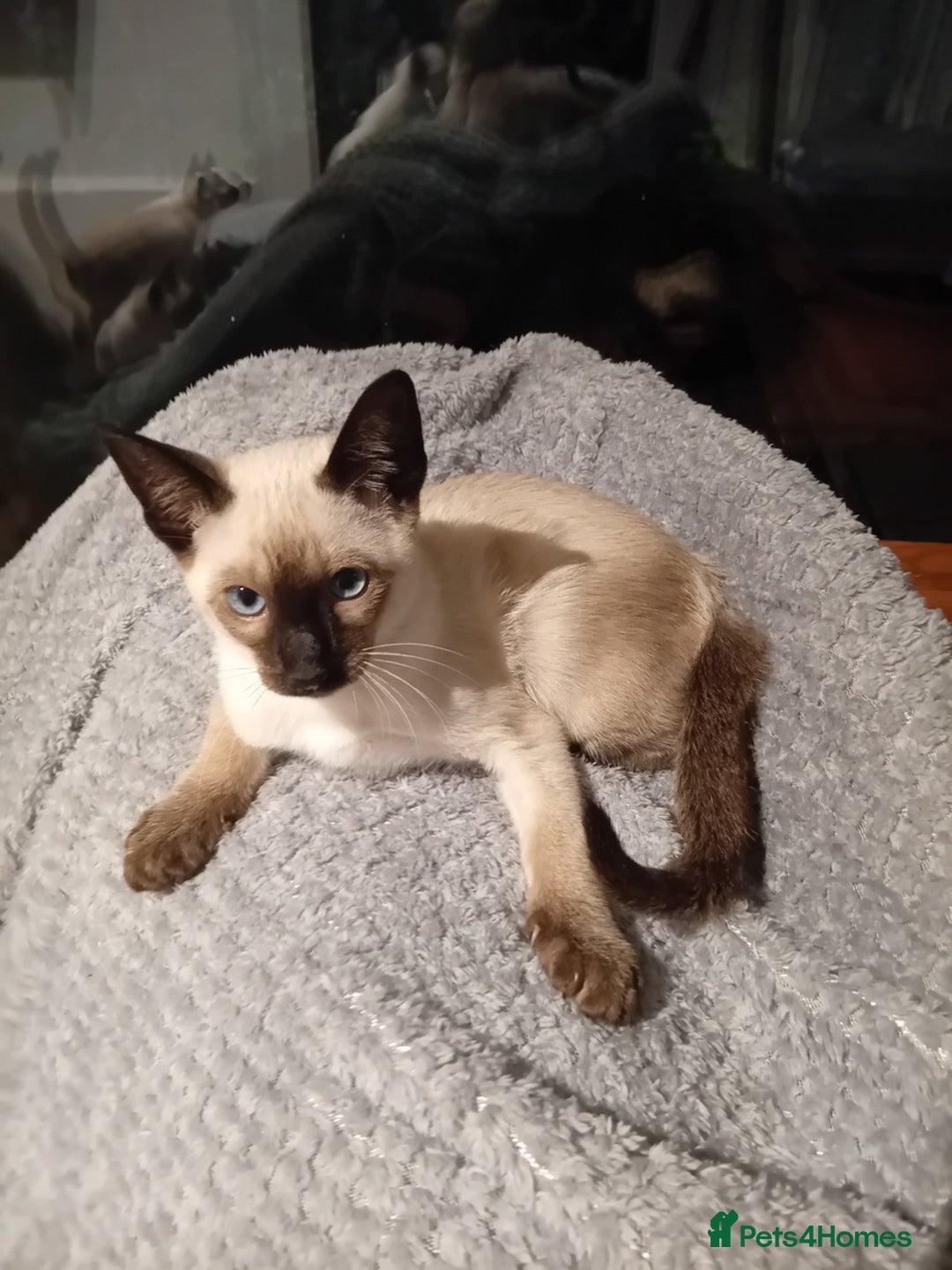 Siamese cats for sale: Traditional seal point boy kitten - Advert 2
