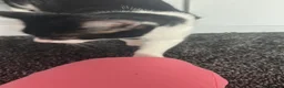 Mixed Breed cats for sale: Cute black and white male tuxedo cat, 6 months old in Luton - Advert 5