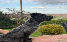 Patterdale Terrier dogs for sale: Patterdale Terrier Puppies - Image 3