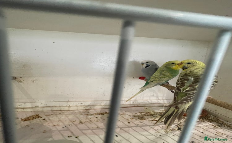 Budgerigars birds - Advert 1