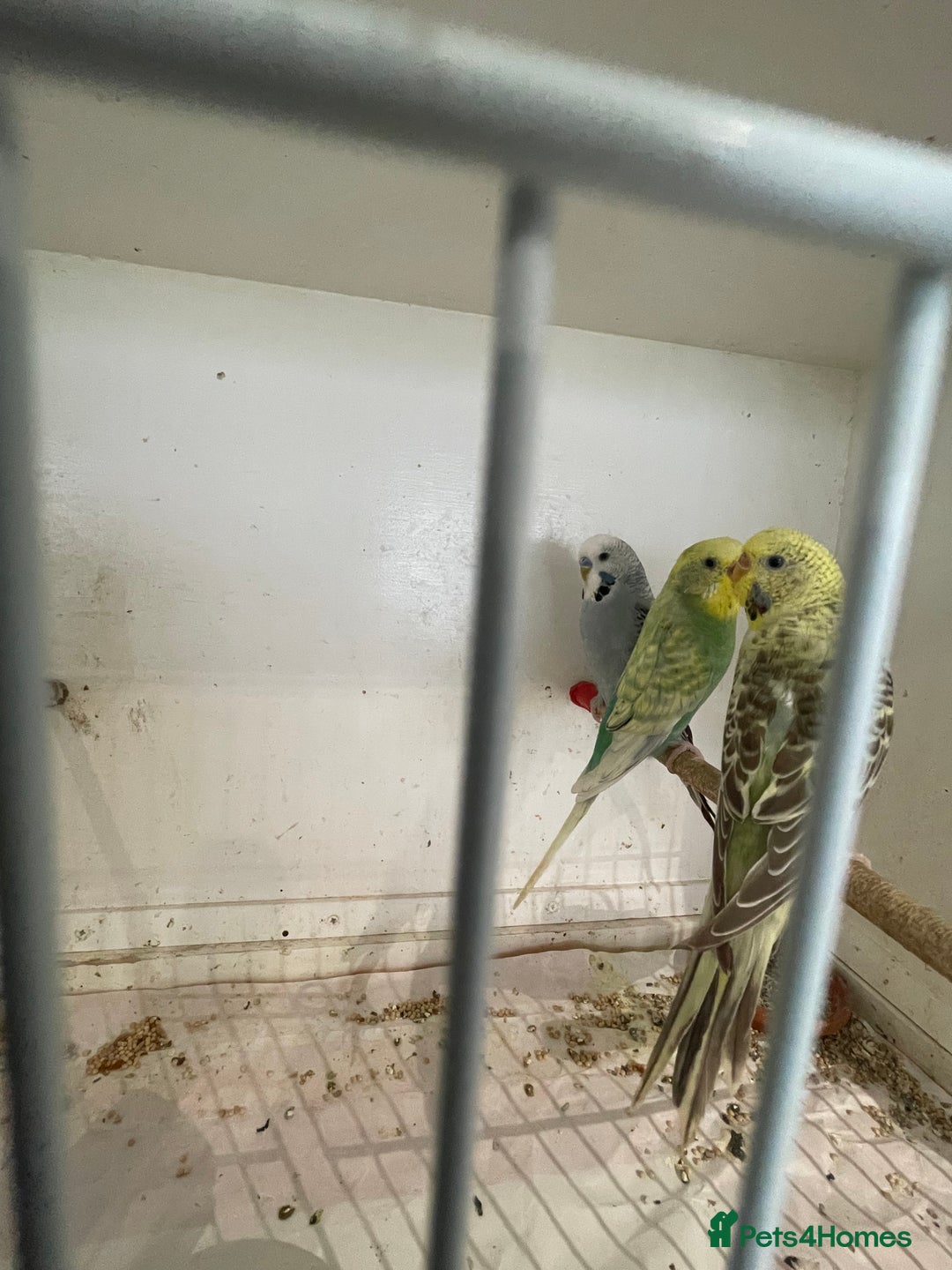 Budgerigars birds for sale: Budgies  - Image 1