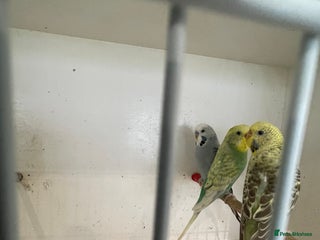 Budgerigars birds - Advert 1