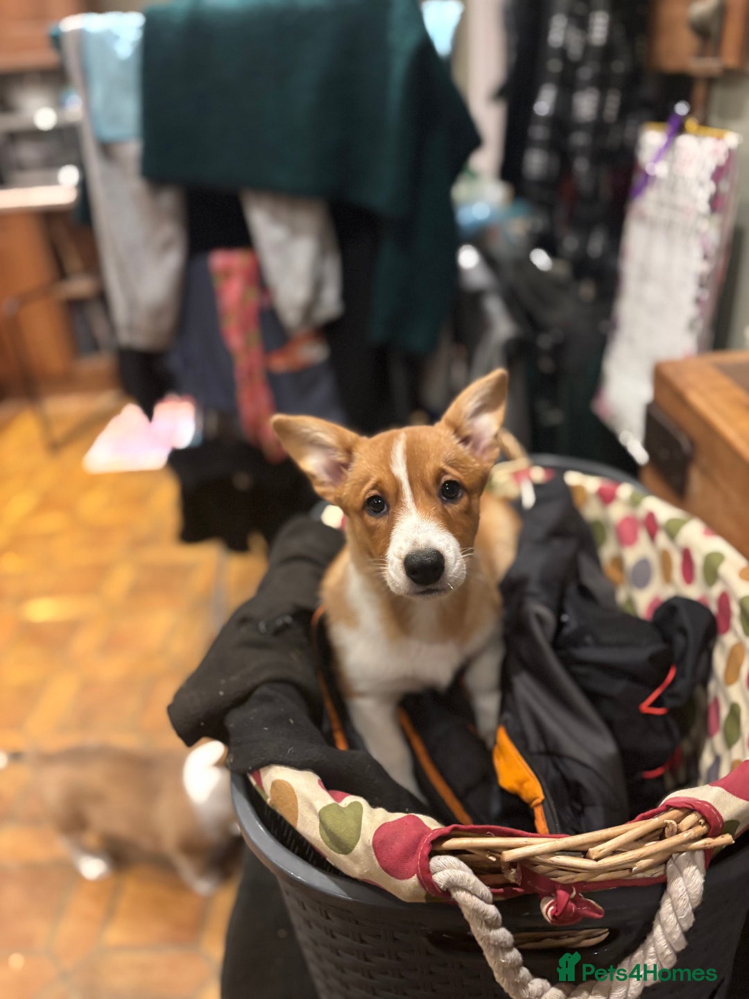 Mixed Breed dogs for sale: Borgi girls for sale.  - Advert 3