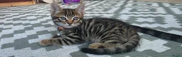 Mixed Breed cats for sale: Stunning mixed Bengal breed in Ilford - Advert 7