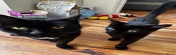 Mixed Breed cats for sale: Cute mixed breed kitten - Advert 2