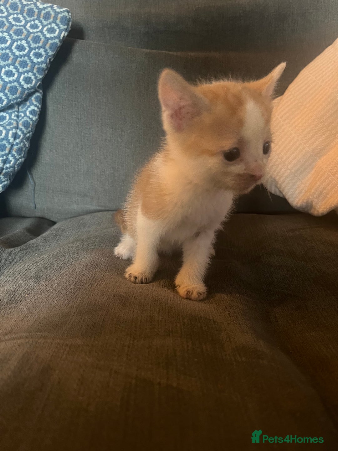 British Shorthair cats for sale: 1 female and 3 toms - Image 12