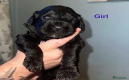 Saint Bernard dogs for sale: F1 St Berdoodle  - Image 26