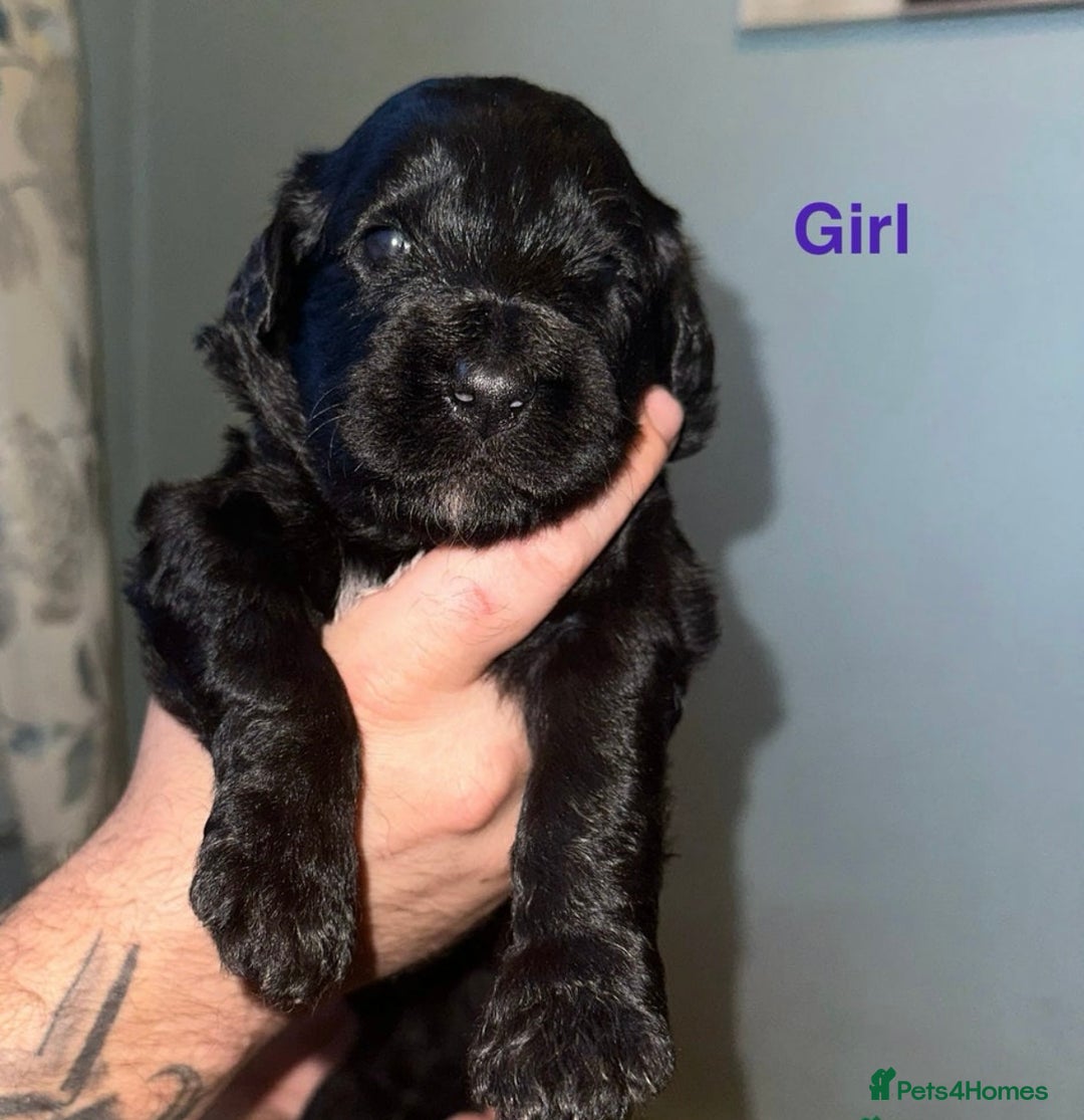 Saint Bernard dogs for sale: F1 St Berdoodle  - Image 26