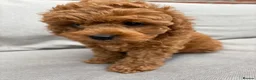Cockapoo dogs for sale: Last girl available, ready for her forever home! - Advert 21