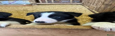 Border Collie Puppy 2