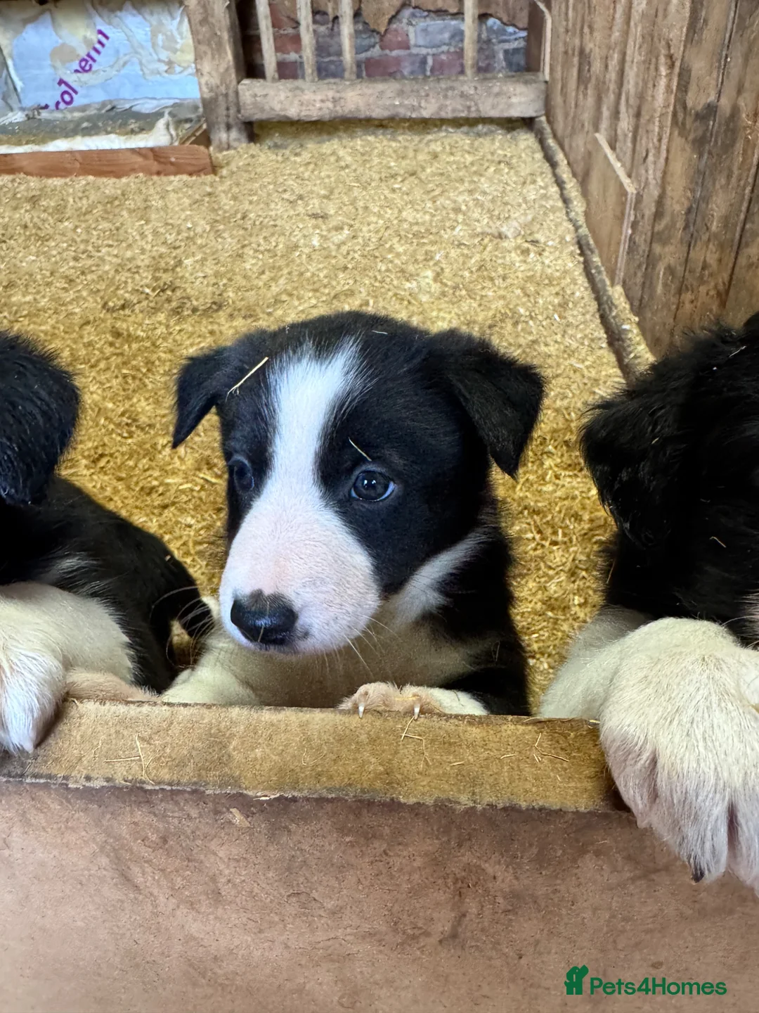 Border Collie dogs for sale: 3 adorable friendly girls ready to find a new home - Advert 1