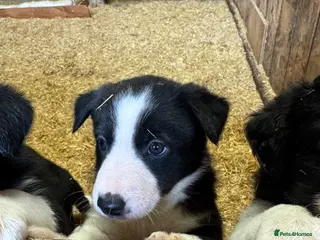 Border Collie dogs 3 adorable friendly girls ready to find a new home - Advert 2