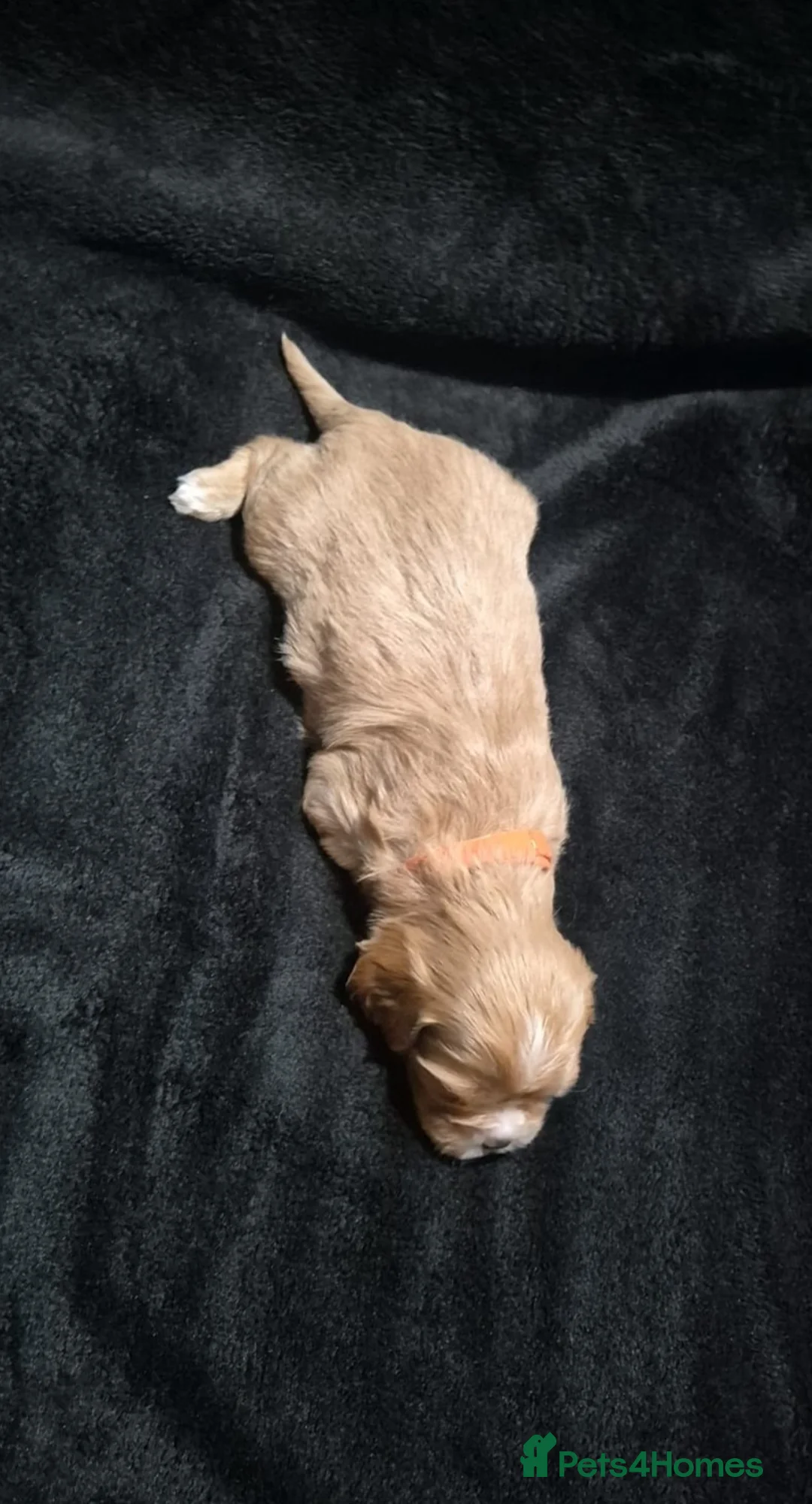 Cava Tzu dogs for sale: Cava-Tzu pups - Advert 27