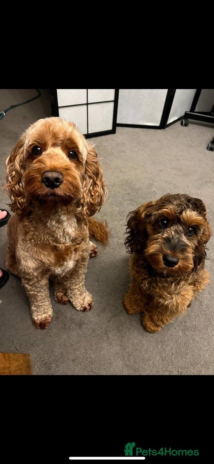 Cockapoo dogs Cockapoo Puppies by Proven Parents (last litter) - Advert 1