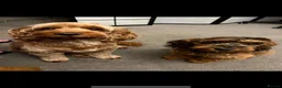 Cockapoo dogs for sale: Cockapoo Puppies by Proven Parents (last litter) - Advert 1