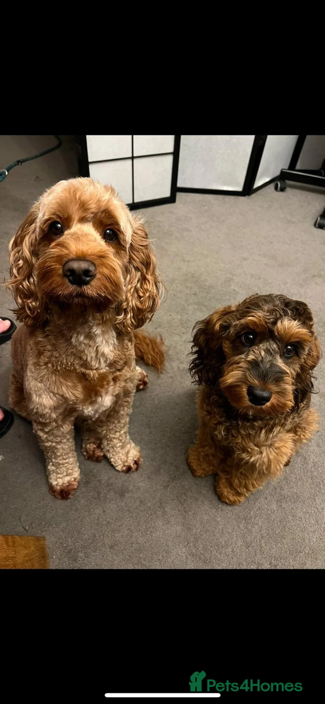 Cockapoo dogs for sale: Cockapoo Puppies by Proven Parents (last litter) - Advert 1