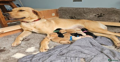 Labrador Retriever dogs - Advert 2